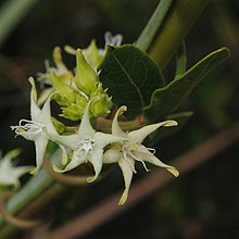 Schistogyne sylvestris- Rivera, Pajonal al margen de la Cañada del Sauce, la la del del Cerro Buena Vista 15.JPG