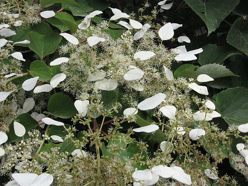 File:Schizophragma hydrangeoides 3.JPG