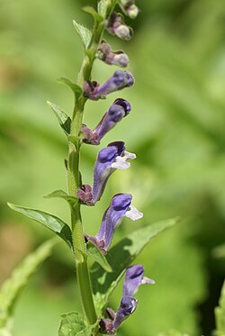 Scutellaria altissima 06.JPG