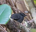 Thumbnail for Brown-rumped tapaculo