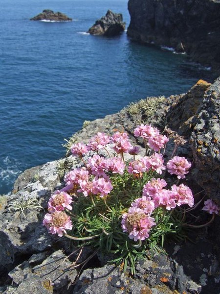 File:Sea Thrift at St Agnes Head - geograph.org.uk - 257041.jpg