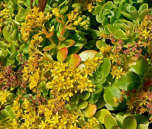 Sedum palmeri 1