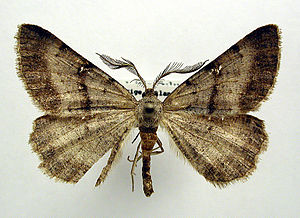 Selidosema brunnearia.jpg