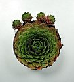 * Nomination Common houseleek (Sempervivum tectorum) --Terragio67 20:40, 12 October 2022 (UTC) * Promotion  Support Good quality. --Ermell 21:26, 12 October 2022 (UTC)