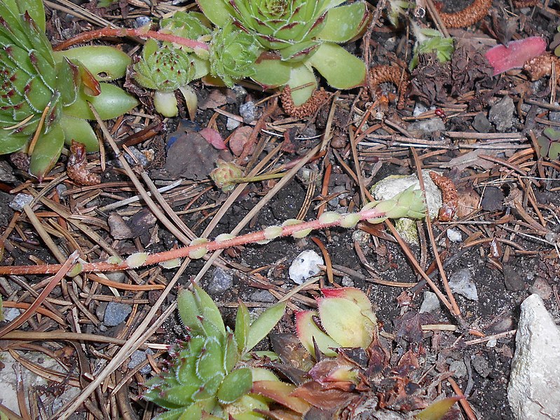 File:Sempervivum tectorum 2018-06-05 3128.jpg