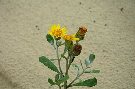 Senecio crassiflorus