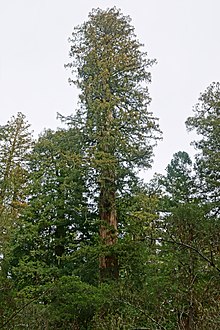 Sequoia sempervirens Big Basin Redwoods State Park 9.jpg