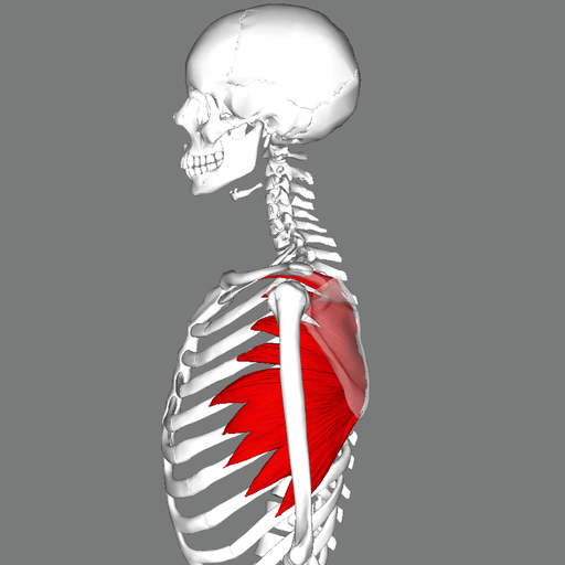 Activating your serratus anterior muscles can help prevent pain in shoulder from push-ups