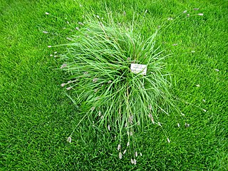 <i>Sesleria heufleriana</i> Species of grass