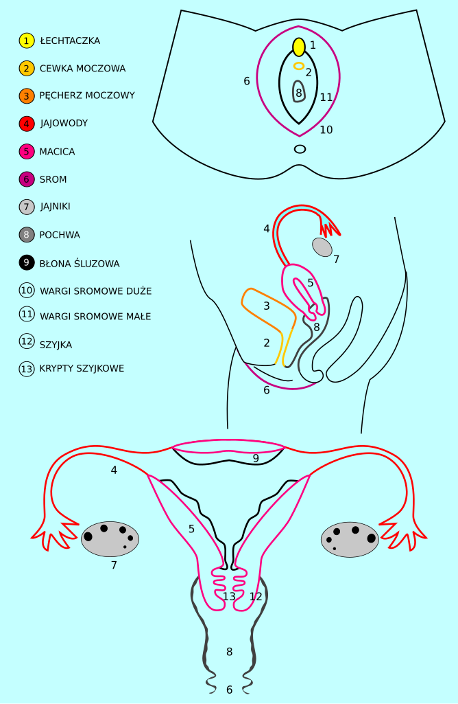 File:Sexual organs - female.svg - Wikimedia Commons