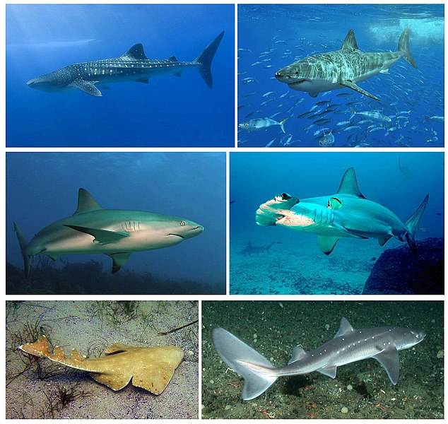 File:Sharks-coll-001.jpg