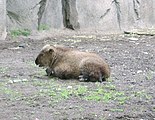A baby Sichuan takin in the Lincoln Park Zoo, Chicago