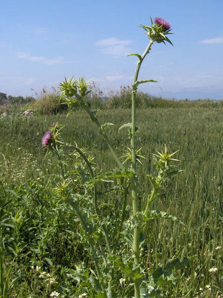 File:Silybum marianum01.jpg