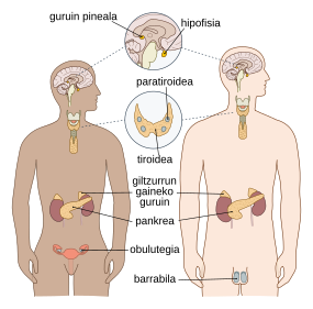 Sistema Endokrino: Sistema endokrinoaren funtzioak, Guruin endokrinoak eta exokrinoak, Hormonak
