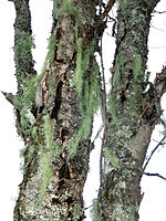 Fyl: Ascomycota Underfyl: Pezizomycotina K: Lecanoromycetes Uk: Lecanoromycetidae O: Lecanorales F: Parmeliaceae S: Usnea Skägglav utanför Sala, Västmanland.