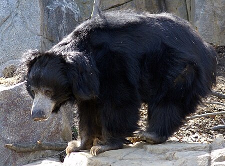 Sloth Bear Washington DC.JPG