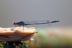 Small Red-eyed Damselfly (2817634173).jpg