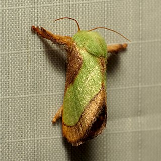 <i>Parasa chloris</i> Species of moth