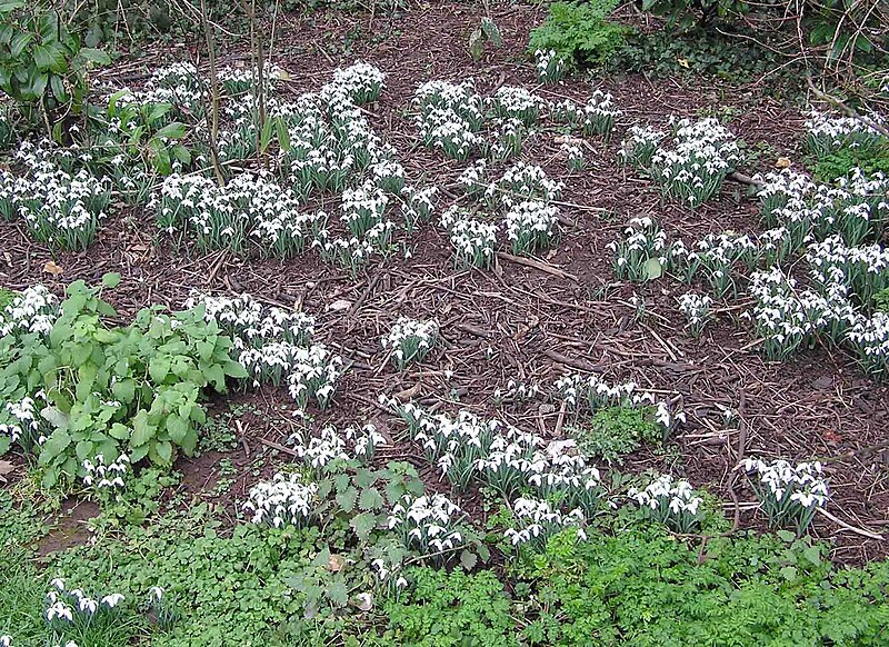 File:Snowdrop.cluster.arp.jpg