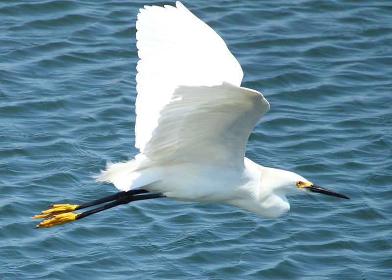 File:SnowyEgretBolsa.JPG