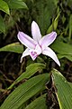 Sobralia rosea