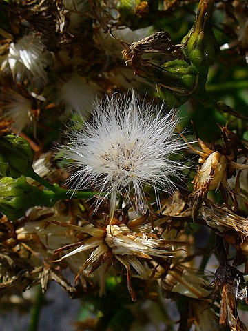 Infrutescence