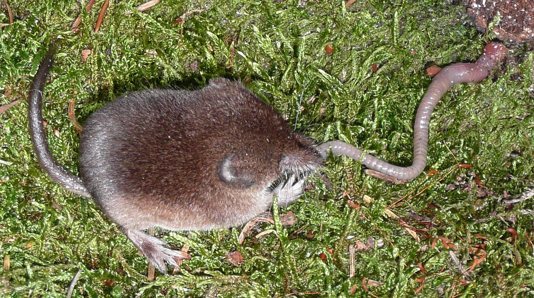 Common shrew