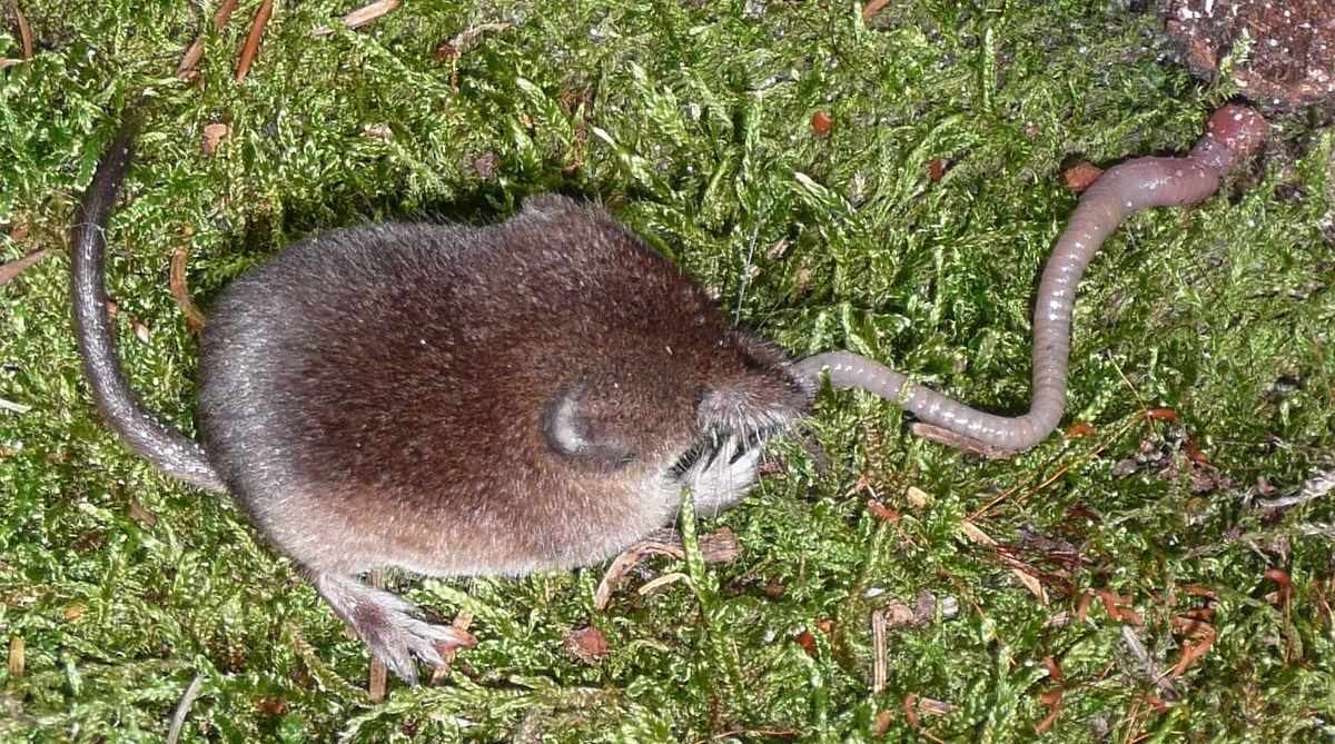 Common shrew - Wikipedia