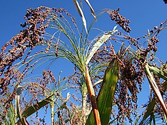 Sorgo commun — Wikipédia