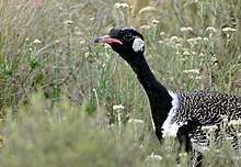 Southern black korhaan (Afrotis afra) - male Southern Black Korhaan (Afrotis afra) male (31992155464).jpg