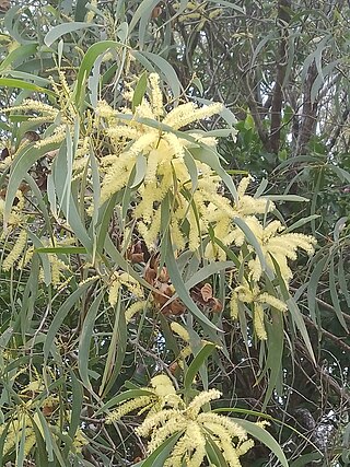 <i>Acacia disparrima</i> Species of legume