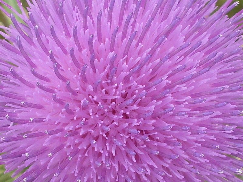 File:Spear thistle (3212239462).jpg