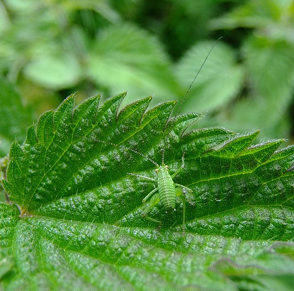 File:Speckled bush cricket (Leptophyes punctatissima) nymph, Sandy, Bedfordshire (7433236850).jpg