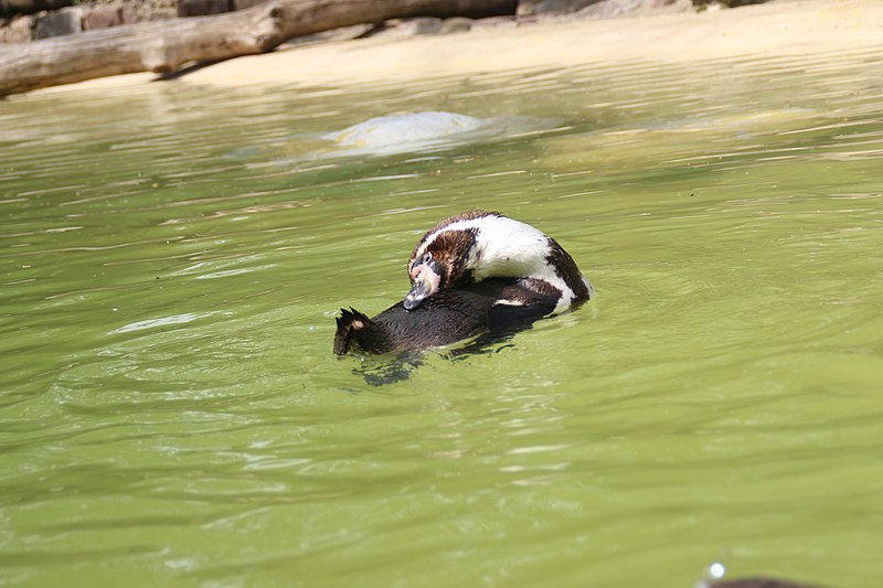 File:Spheniscus humboldti in Eberswalde Zoo (4).jpg