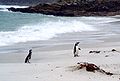 Doi pinguini Magellan pe plajă
