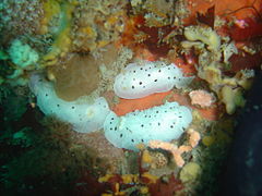 Spiky nudibranchs