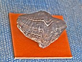Fossilized shell of the Carboniferous-Permian brachiopod Gypospirifer condor Spiriferidae - Gypospirifer condor.JPG