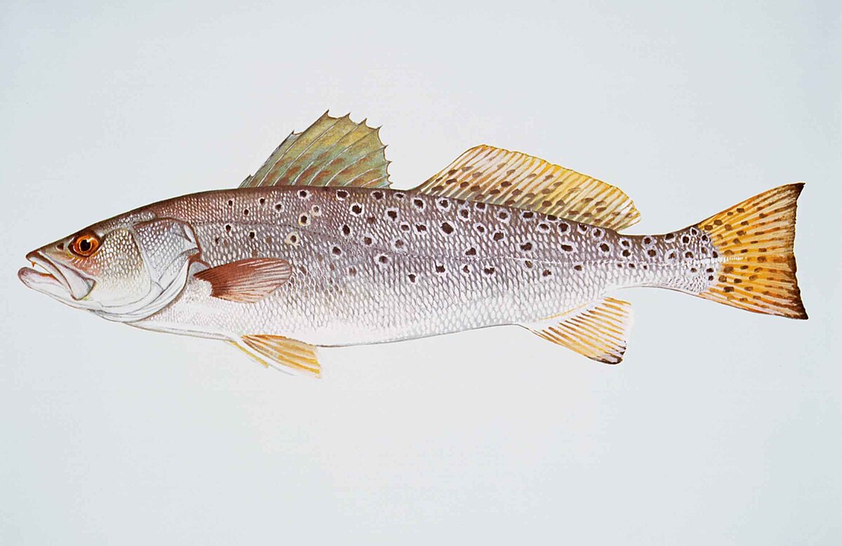 North Carolina Saltwater Fish Species Chart