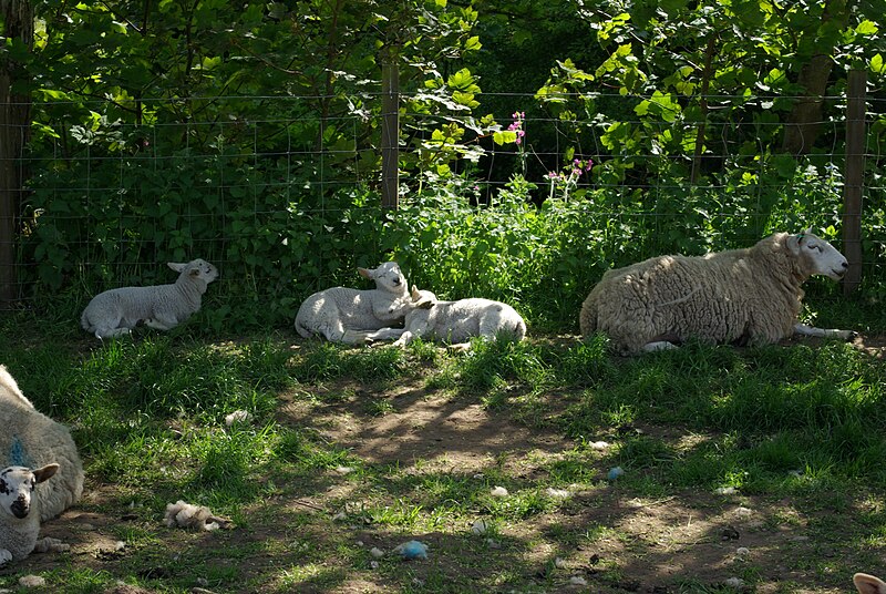 File:Spring Lambs by Nick 24.jpg