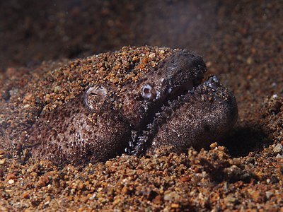 Stargazer snake eel (Brachysomophis cirrocheilos) (14419490013)
