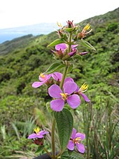 Starr-110924-9380-Tibouchina herbacea-flowers-Makamakaole-Maui (25021248691).jpg