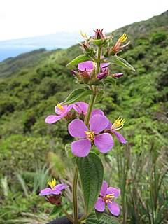 <i>Chaetogastra herbacea</i> Species of flowering plant