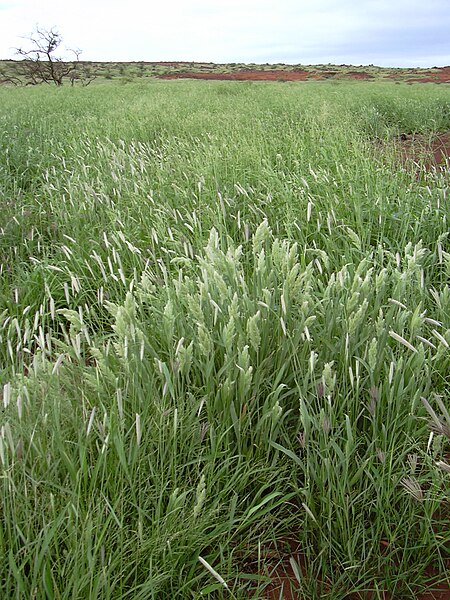 File:Starr 040217-0067 Panicum torridum.jpg