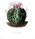 Miniatura para Stenocactus obvallatus