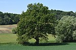 English oak