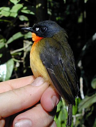 <span class="mw-page-title-main">Olive-backed forest robin</span> Subspecies of bird