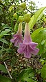 Stizophyllum riparium (Kunth) Sandwith - Flickr - Alex Popovkin, Bahia, Brazil (1).jpg