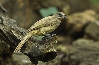 <span class="mw-page-title-main">Streak-eared bulbul</span> Species of bird