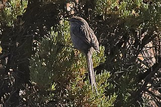 <span class="mw-page-title-main">Streak-backed tit-spinetail</span> Species of bird