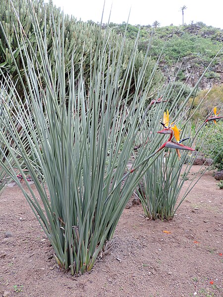 File:Strelitzia parvifolia kz1.JPG